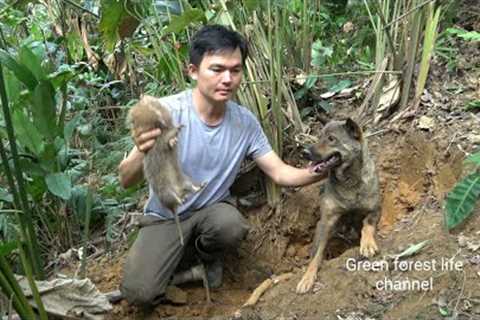 A tiring day of working and catching big mice with Mao Mao. Robert | Green forest life (ep299)