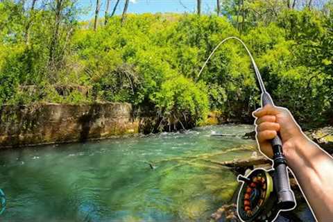 FISHING for 30 Days (Multi-species) || Fly Fishing, Spin Fishing, and Tenkara Fishing