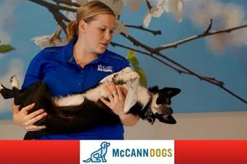 Puppy Handling Training - Professional Dog Training Tips