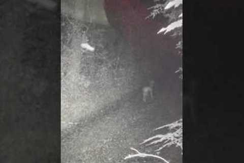 Bigfoot on Trail Cam Hunting Coyote for Food!? | Shorts Rewind Review