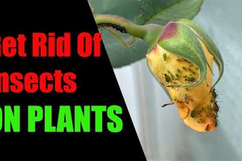 Natural pesticide | A Natural And Definitive Solution To Insects (100% Effective)