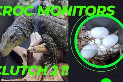Croc Monitors Clutch 2!!!