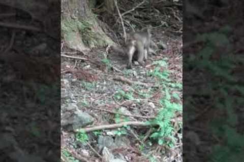 Journey of the Jungle Dwellers: Trail Camera Tracks the Movements of Japan's Wild Monkeys! #shorts