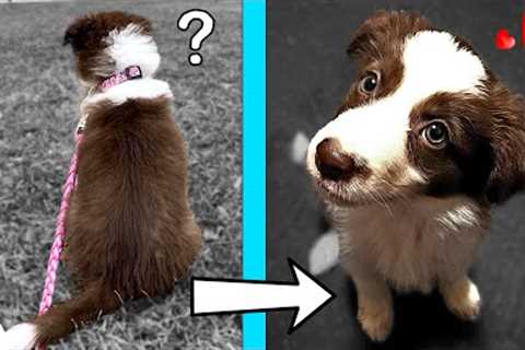 Teach Your Puppy To Listen With 5 Simple Training Changes!