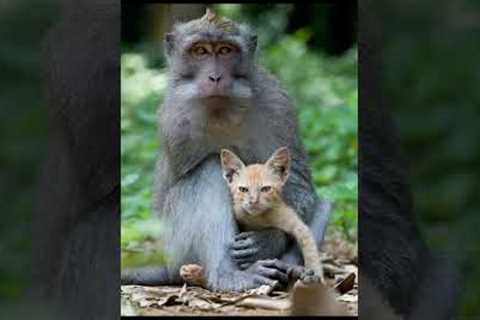 Unlikely Animal Friendships That Will Melt Your Heart #heart #love #friendship #animals #wildlife