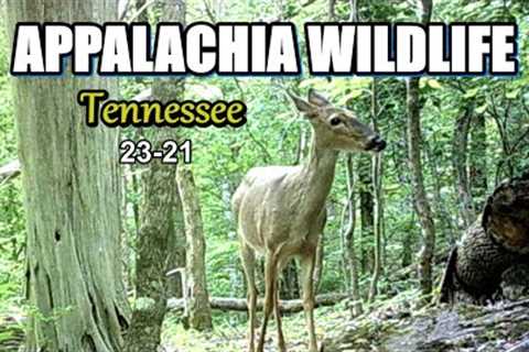 Appalachia Wildlife Video 23-21 from Trail Cameras in the Foothills of the Great Smoky Mountains