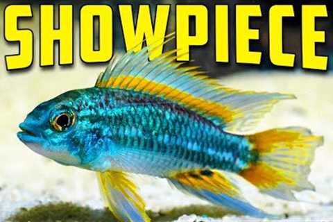 The Best Centerpiece Fish For Every Aquarium Size