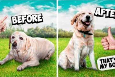 How to train a fearful reactive dog!