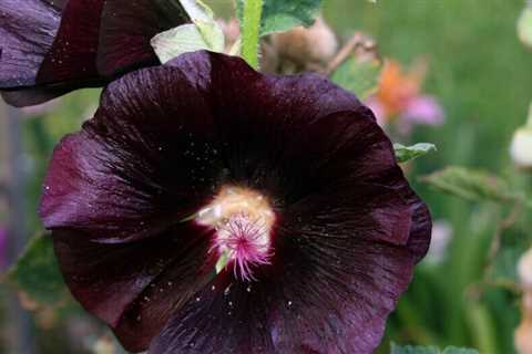 We Love 12 Black Flowers
