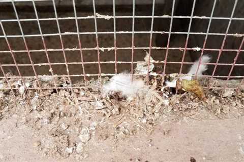 Common Chicken Coop Errors
