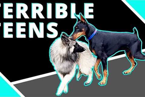 Sweet lady slammed into repeatedly by 18 month old dog - Learn how to handle 1-2 year old dogs