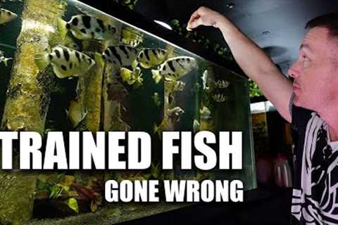 I trained my archer fish to spit for food..... sorta