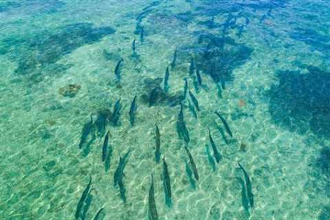 Flyfishing For Tarpon - Florida Keys - Saltwater Experience