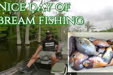 Bream Fishing at Lake Grampus 5-6-23