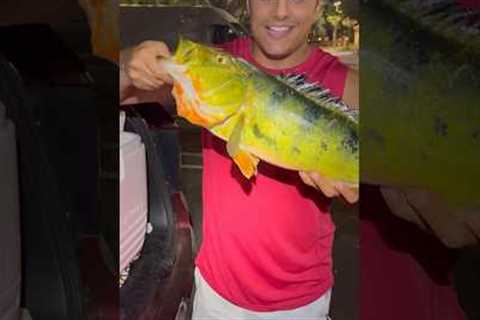 Peacock Bass Catch And Cook