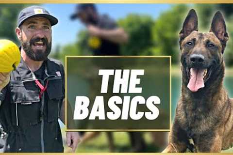 EASY OBEDIENCE TRAINING MADE FUN WITH MY BELGIAN MALINOIS!