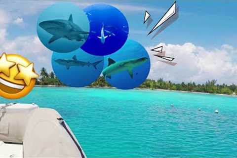 Shark Paradise | Mega trip in French Polynesia, sharks, manta ray, the holy grail of scuba diving