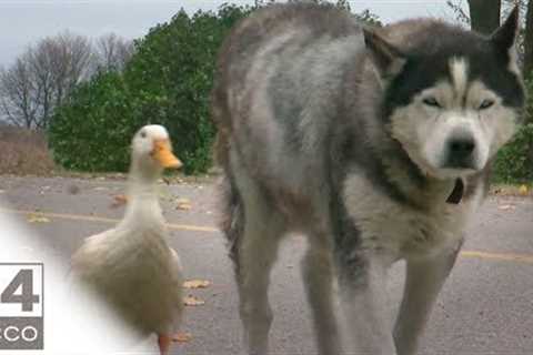 The Unlikely Friendship Of Max And Quackers