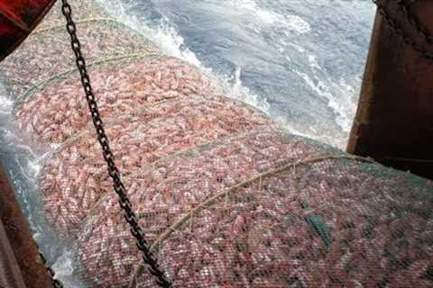The Most Advance Net Fishing On Deep Sea | Big Catch in the Sea