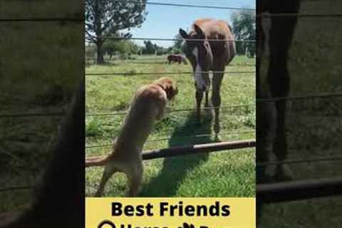 Best Friends Horse and Dog