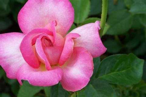 What is black spot and rose rosette disease and how do you treat it?