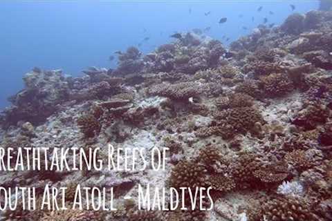 Scuba Diving the PRETTIEST Coral Reefs in South Ari Atoll 😍 Maldives Aggressor Liveaboard - 4K