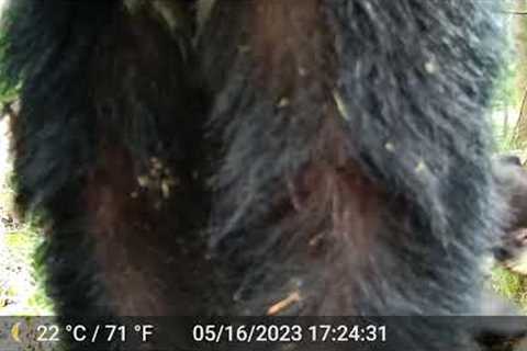 Agitato Trail Camera video footage of Mama Bear &amp; Cubs.