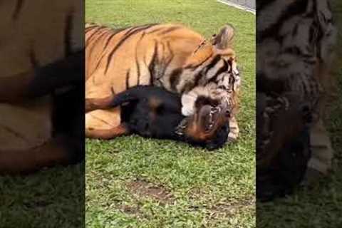 Tigers Friendship with Dog 😍 | Nouman Hassan | #tiger #lion