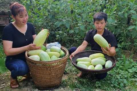 The two brothers together Harvest giant cucumbers to go to the market to sell