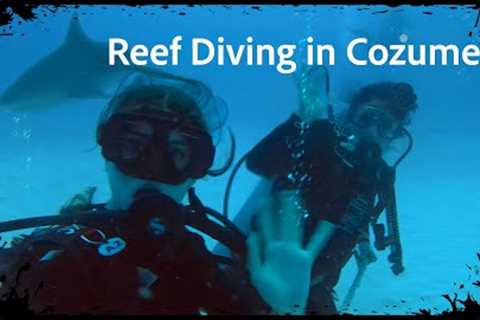 Cozumel Dive Trip January 2023