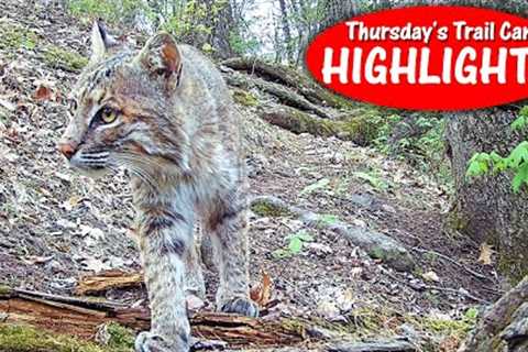Bobcat Up Close, Prickly’s Tree, Longestbeard, Scared Yotes! Thursday's Trail Cam Highlights 5.25.23