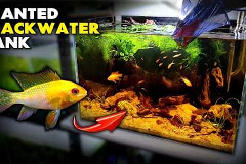 Aquascape Tutorial: GOLD RAM CICHLID Planted Blackwater Aquarium (How To Step By Step Setup Guide)