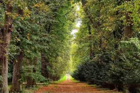 Guided Breathing &amp; Walking Relaxation Meditation: Panic Anxiety Stress