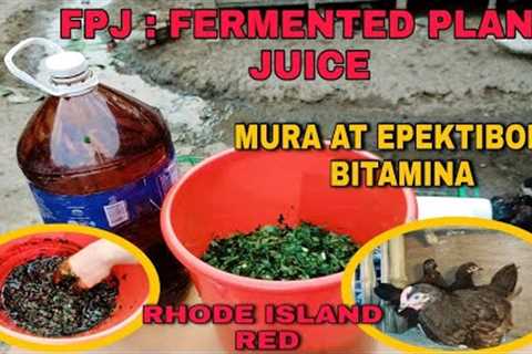 HOW TO MAKE FERMENTED PLANT JUICE | LOW COST VITAMINS FOR OUR RHODE ISLAND RED
