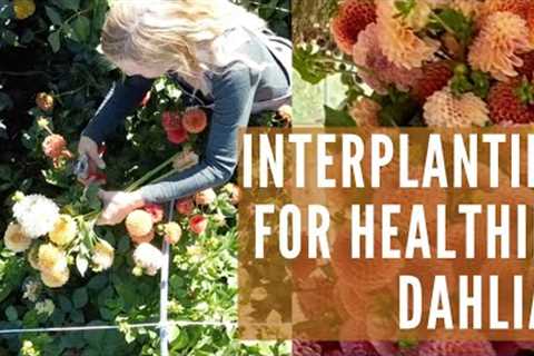 Interplanting our dahlias to help with pests and soil problems!