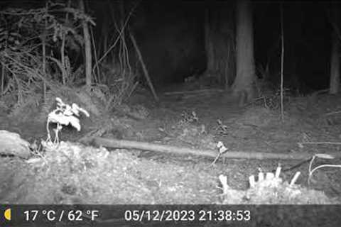 GardePro E5 Trail Camera night video footage.
