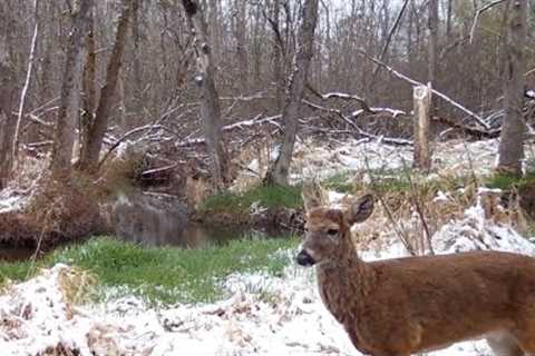 Witness Wisconsin Wildlife in the Wetlands | HD Trail Cam Footage