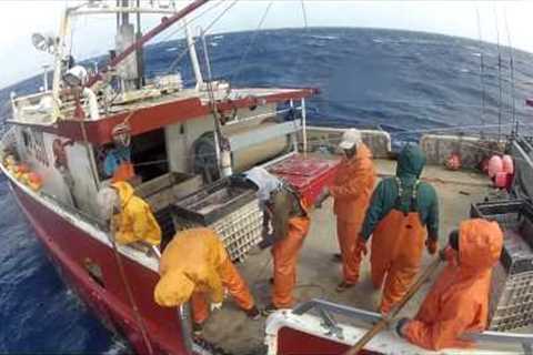 WILD CAUGHT (2012 Sword-fishing Documentary)