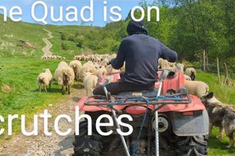 Broken ankles, Dog training and I need help to grow trees #sheep #farming #farm #shepherd #lambs