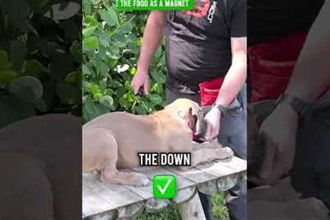 Get Your Puppy to Down Like a PRO