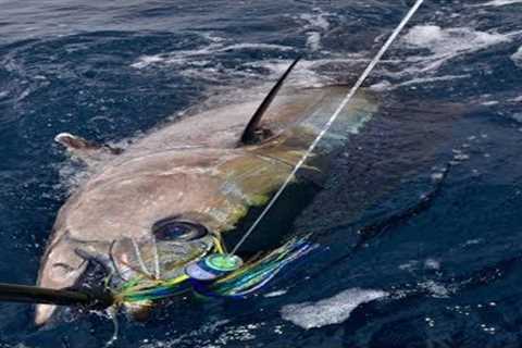 Amazing Giant Longline Bluefin Tuna Fishing in the Japan Sea