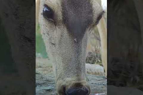 Mule deer Close-Up Macro trail camera.  #shorts #macro #trailcamera #arizonadesert #wildlife