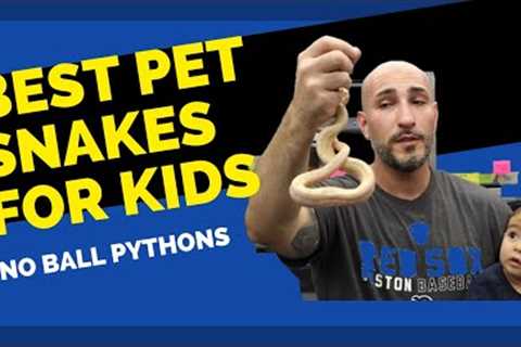 Best Pet Snakes For Kids- 2022 Update
