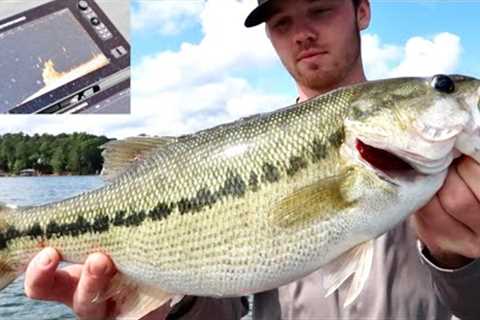FINDING BIG Summer Bass in Underwater Trees - Lake Lanier Spotted Bass