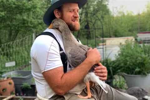 Can Animals Have Friendships With Humans? -  Cute Animals Show Love To Human