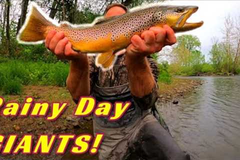 Fly Fishing A Creek LOADED With GIANT TROUT | Multiple Big Fish Landed!