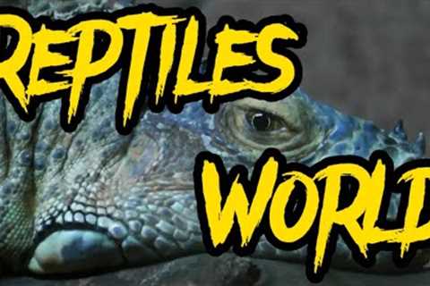 Reptiles World 🌎 4K Ultra HD Video || Reptiles World Video @Mr.Das__