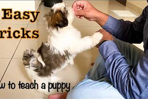How to teach your puppy 3 basic tricks | Cutest Shih Tzu video | Mimi
