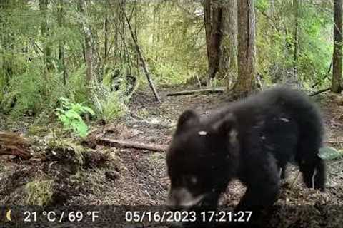 GardePro E5 Trail Camera video footage of Mama Bear &amp; Cub.