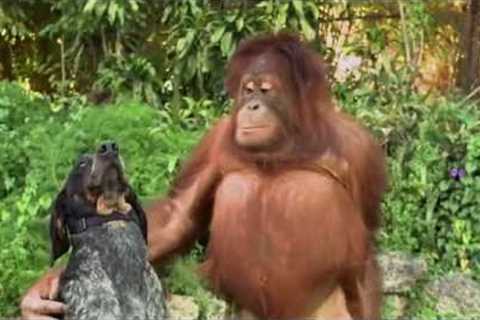 Unlikely Animal Friends! 'Friends Furever' Commercial - Google Android
